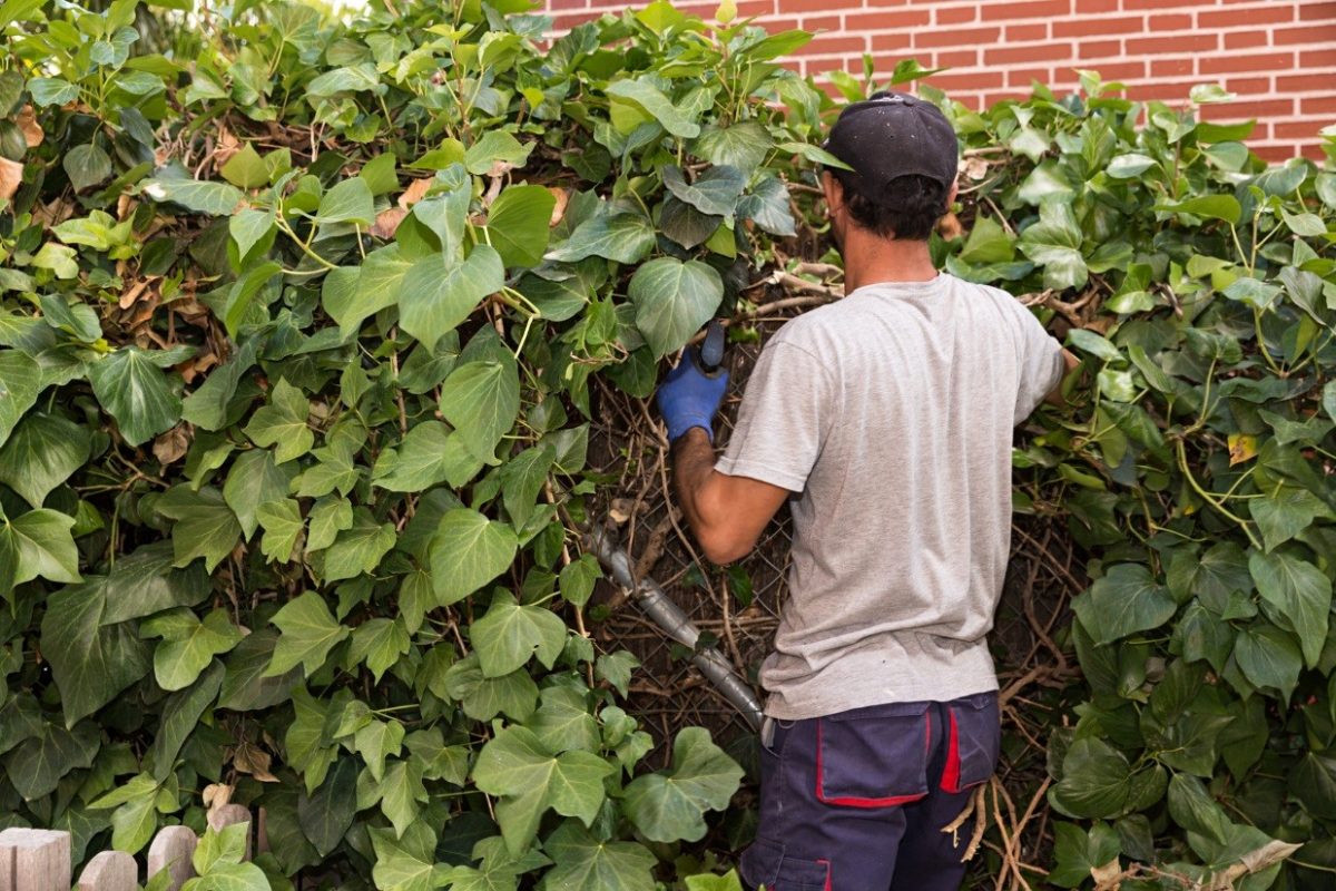 Hovenier in Amersfoort voor een perfecte tuin